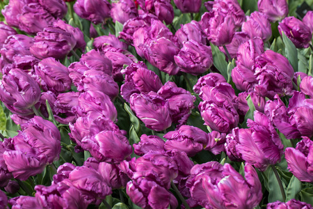 抽象背景。 公园里盛开的紫色郁金香