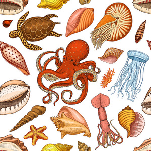 无缝花纹贝壳, 海藻和章鱼和鱿鱼。海洋生物和生物。刻在旧素描, 老式风格的手画。航海或海洋, 怪物或食物。海洋中的动物
