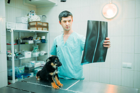 兽医在兽医诊所看X光狗