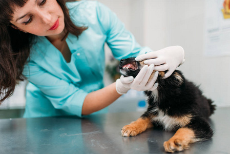 s teeth in veterinary clinic