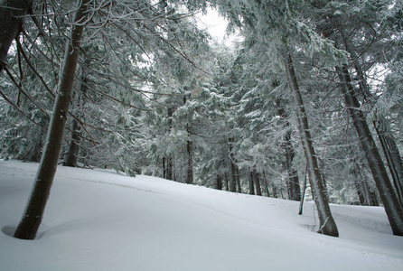 冬季针叶林，积雪覆盖，霜冻性背景