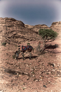 在彼得拉乔丹，一头驴子在古董山附近等着游客