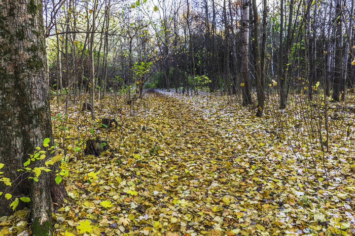 第一个霜冻和秋天公园的小巷里散落着干燥的黄色落叶枫叶