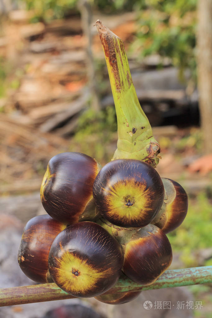 巴尔米拉棕榈果