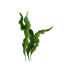 海藻图图片-海藻图素材-海藻图插画-摄图新视界