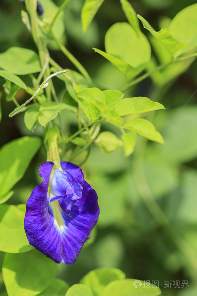 紫色蝴蝶豌豆花植物