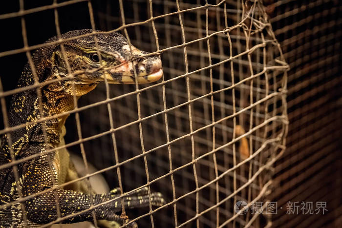 出售的笼子里的小蜥蜴