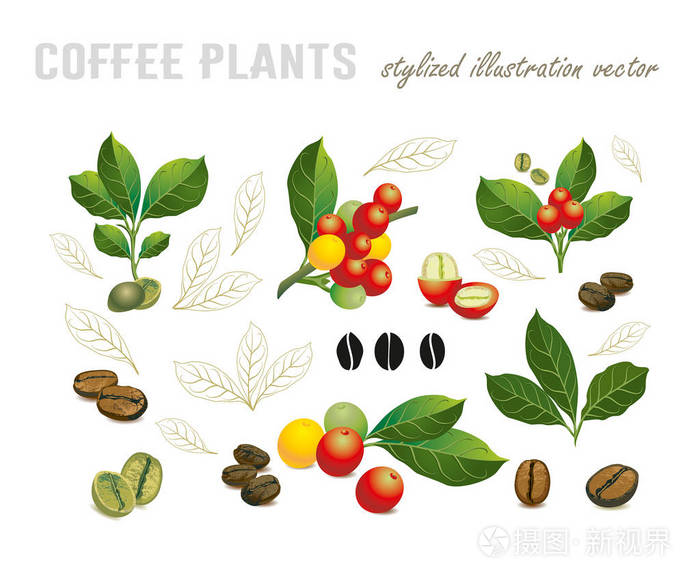 咖啡豆在一棵树的树枝上收集插画-正版商用图片115m51-摄图新视界