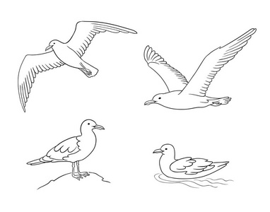 概述中的海鸥-矢量插图照片