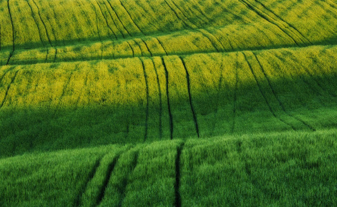 春天的田野。 风景如画的丘陵田。 春季农业领域