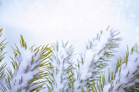 冰冻的冬季森林与雪覆盖了树