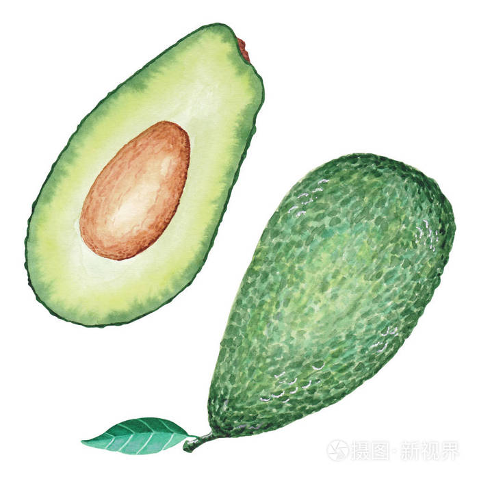 成熟可口的鳄梨剖面图水彩插图手绘水果
