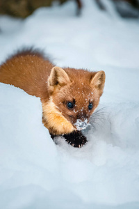 单黄鼠狼坐在雪地上, 白鼬鼬极地