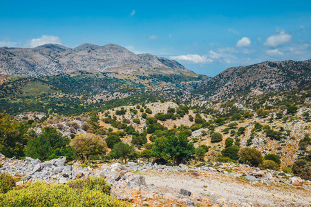 希腊克里特景观的克里特岛橄榄字段