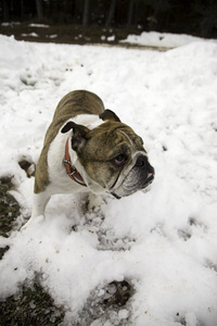 英国斗牛犬在雪地