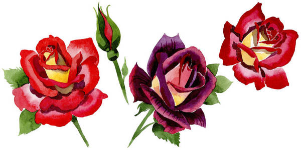 野花双色暗红色玫瑰花在水彩风格隔绝