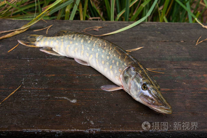 老式木制背景下的淡水梭子鱼