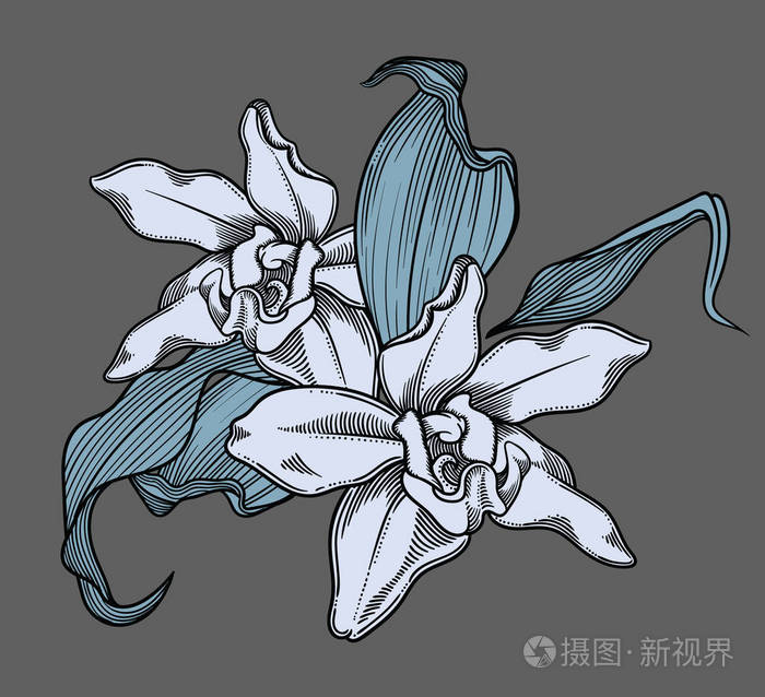 非常详细的花卉素描风格.高雅的花卉装饰设计.