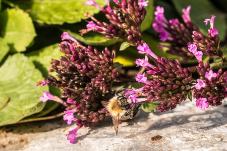 大黄蜂在公园的绿色领域紫罗兰色的花