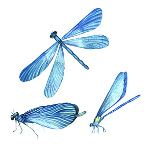 一组水彩画蜻蜓