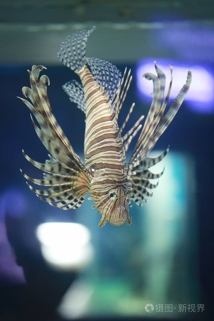 狮子鱼在珊瑚礁里游泳