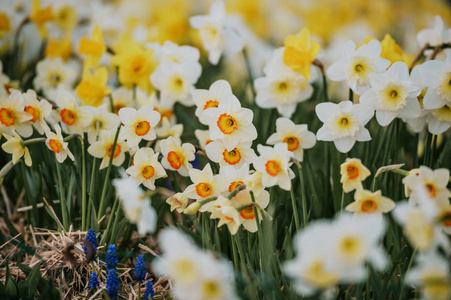 不同种类的白色和黄色水仙花在春天公园盛开