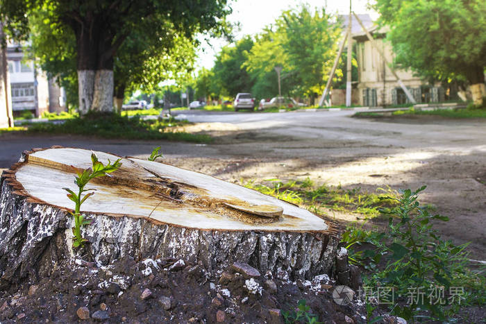 一个新的削减树桩在城市模糊的背景