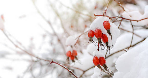 冬天森林里覆盖着雪的红色浆果