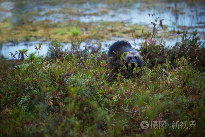 古洛古洛。 狼獾。 在芬兰俄罗斯和加拿大扩张。 芬兰的野生动物。 美丽的图画。 秋天的芬兰。 芬兰。 大自然。