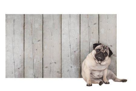 可爱的小狗狗坐在空白的木栅栏前，白色背景上隔离的脚手架木的宣传标志