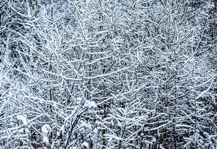 白雪覆盖了圣诞森林。 白雪覆盖了树木和蓝天。 白雪覆盖的松树林