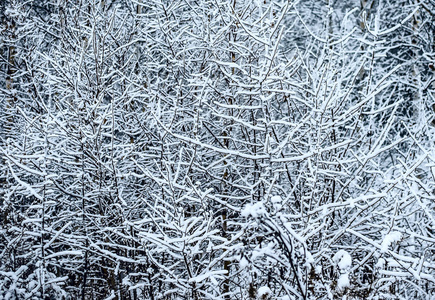 白雪覆盖了圣诞森林。 白雪覆盖了树木和蓝天。 白雪覆盖的松树林