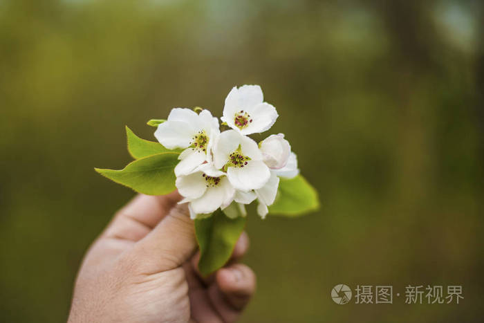 雄性手拿着春天的花在花园里背景是绿色的