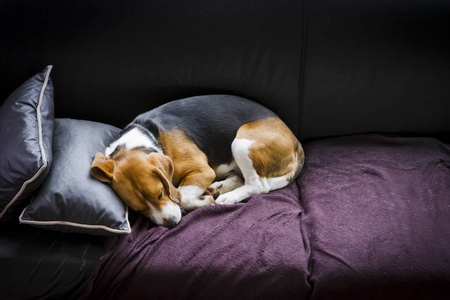 一天过后,小猎犬睡在沙发上美丽的女孩,在沙发上穿着浴衣和狗一起玩