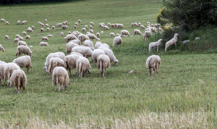 一群绵羊在森林附近放牧