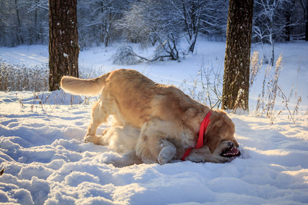 两只轻型狗猎犬在冬天散步