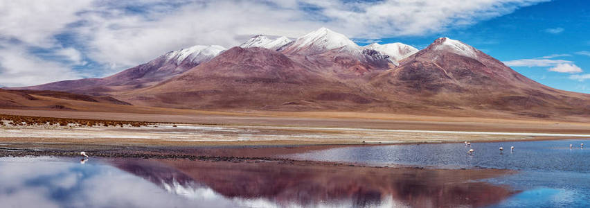 玻利维亚海迪达湖的粉红色火烈鸟。 全景图