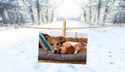可爱的狗在冬天的绳子照片