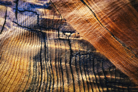 漆云杉木材的抽象结构