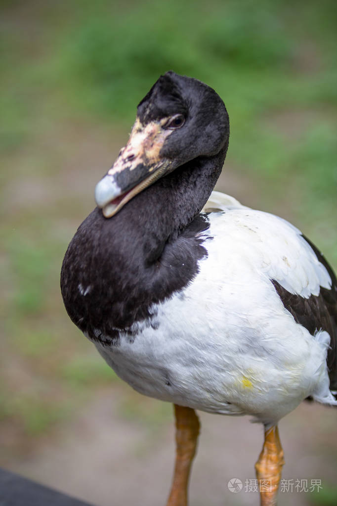 柏林动物园里的黑白鸭