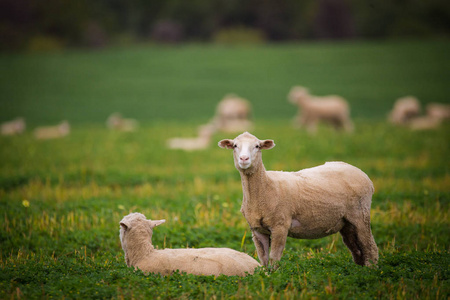 草地上的羊群照片