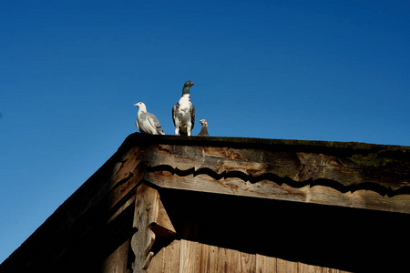 鸽子或鸽子在屋顶上