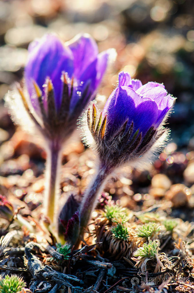 花也叫urgulka它生长野生和其开花是春天的第一迹象之一俄罗斯