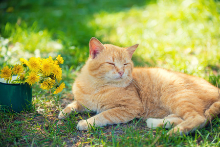 春天,一只红猫躺在草地上,捧着一束蒲公英的花照片