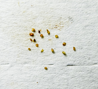 从皮肤寄生虫中挤出. 螨虫寄生虫照片