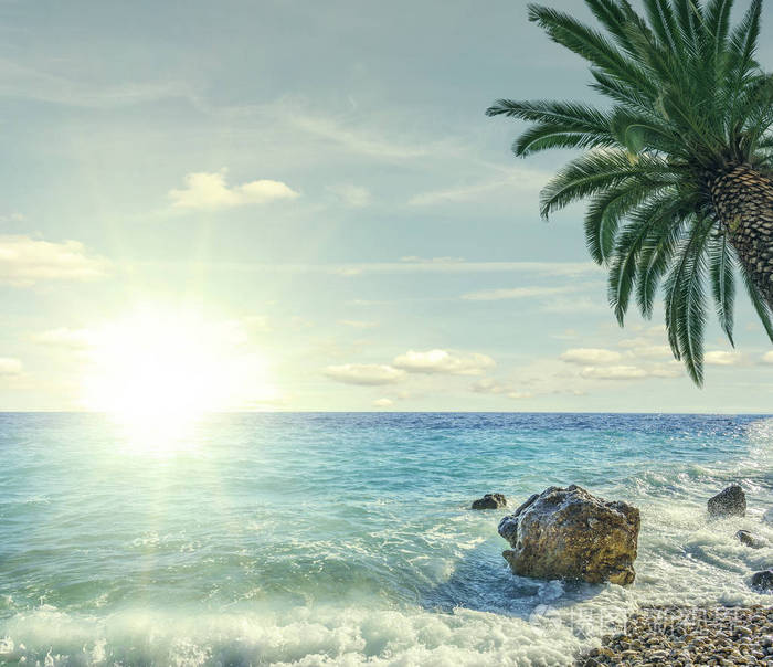 阳光明媚的日子里的海滩棕榈和海