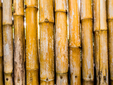 竹子自然伐墙装饰的肌理