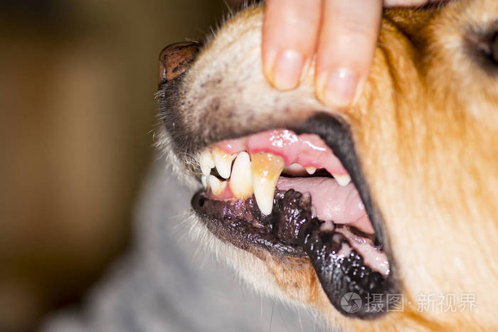 犬牙症在动物中的应用照片 正版商用图片116mbw 摄图新视界