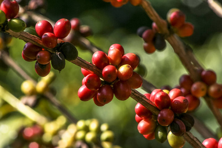 和洗涤方法咖啡豆,湿法发酵洗涤法有根和豆类的羽扇豆植物的一部分