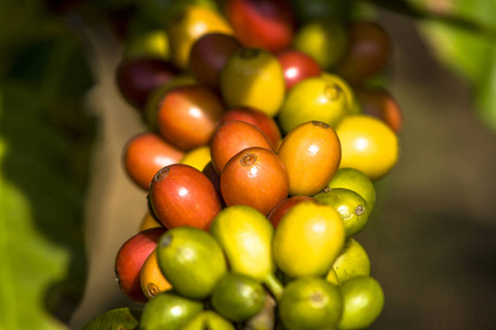 巴西咖啡树上的咖啡豆图片